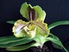 Paphiopedilum Lippewunder